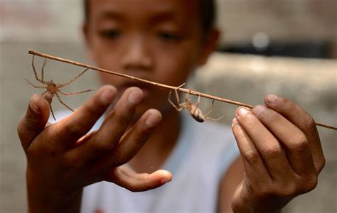 spider fighting in philippines|What Spider Games Say About Arachnophobia – SAPIENS.